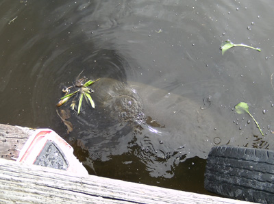 Baby Manatee Grazing