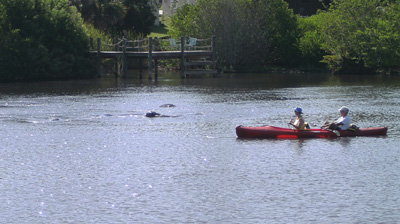 More Manatees in Eau Gallie River